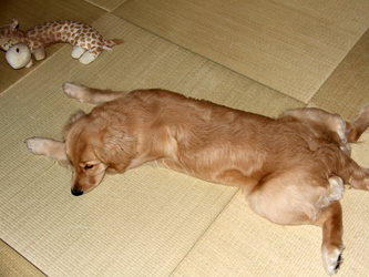 121121zoe07.jpg