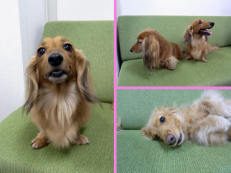 130128tenchan03.jpg