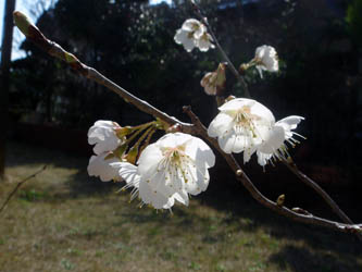 070515cherry01.jpg