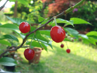 070515cherry05.jpg