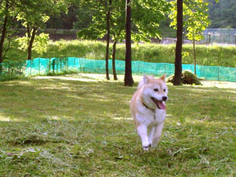 070622dogrun03.JPG