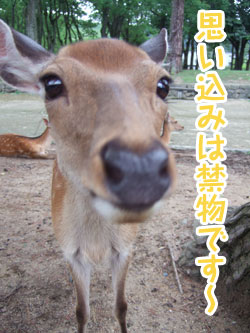 koloのちょっと一息:070725ensoku07.jpg