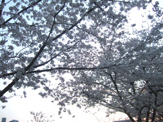 080404ohanami03.jpg