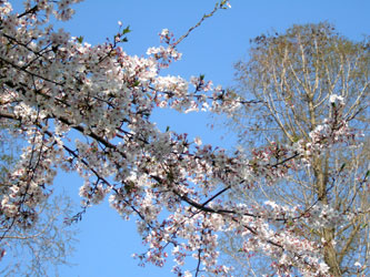 080407ohanami01.jpg