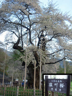 080508syoukawazakura04.jpg