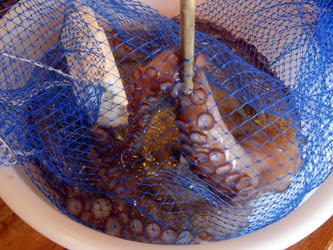 080520tako02.jpg