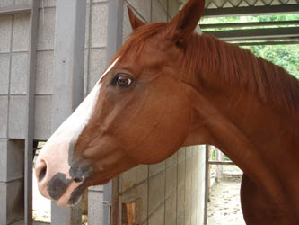 080929horse04.JPG