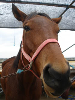 081120horselesson01.jpg