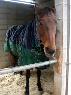 081205horse01.jpg