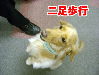 090312tenchan04.jpg