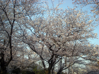 090407hanami02.jpg