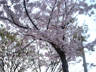 090409Ohanami02.jpg