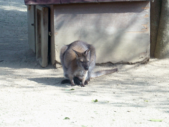 090511awajishima05.jpg