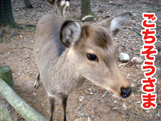 100114nara02.jpg