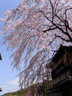 100325kyoto05.JPG