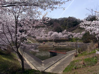 100405ohanamikinkidaigaku02.JPG