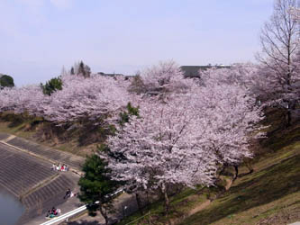 100405ohanamikinkidaigaku05.JPG