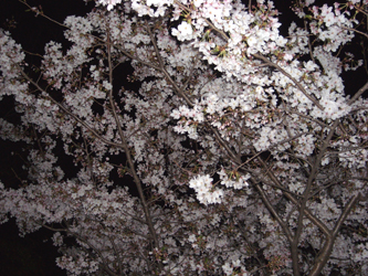 100408OHANAMI07.JPG